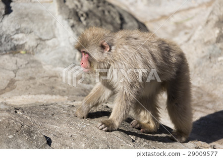 Japanese monkey from rocky mountain 29009577