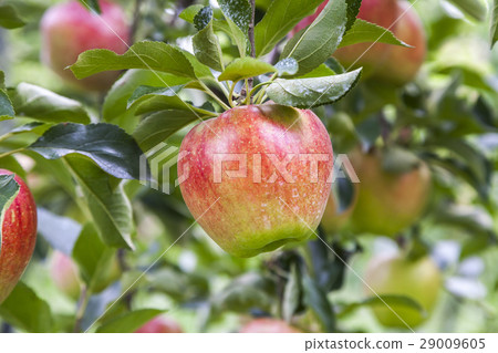Up with apple branch Up with apple branch 29009605