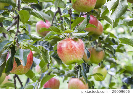 Multiple branches with apple Multiple branches with apple 29009606