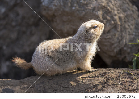Black-tailed prairie dog Black-tailed prairie dog 29009672