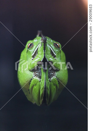 Moria ooga that sticks to the glass 29009683