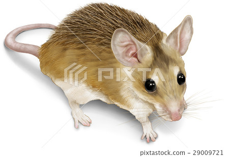 Toge-maus illustrations Toge-maus illustrations 29009721