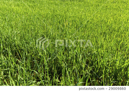 Field with cereal 29009860