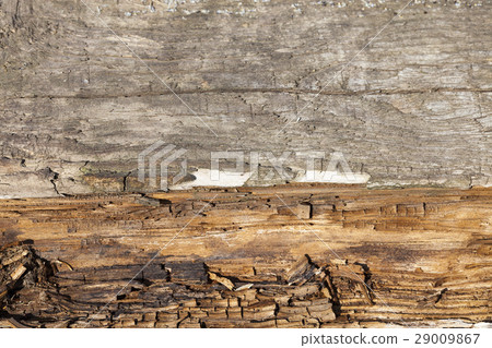 the destruction of wood from moisture the destruction of wood from moisture 29009867