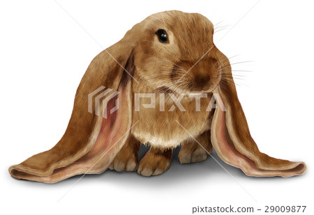 Usagi Real Illustration - Stock Illustration [29009877] - PIXTA