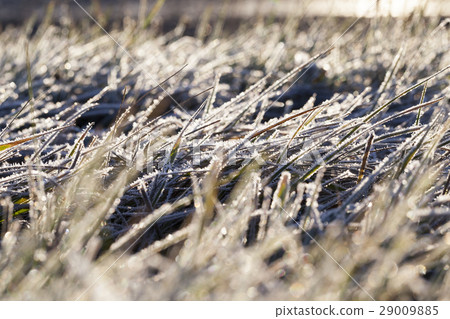 green grass in the frost green grass in the frost 29009885