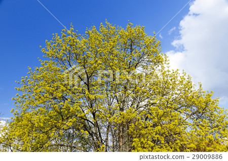 flowering maple tree 29009886