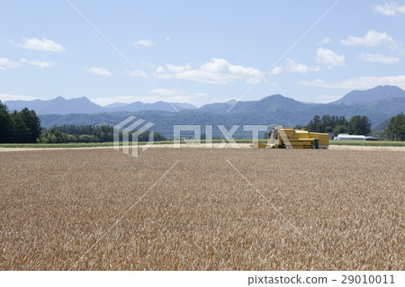 農業機械和麥田 29010011