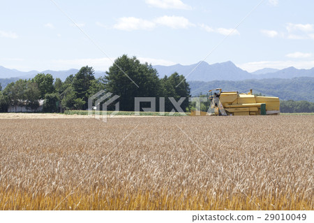 Agricultural machines and wheat fields Agricultural machines and wheat fields 29010049