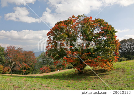 Autumn leaves of the seven-colored maple 29010153