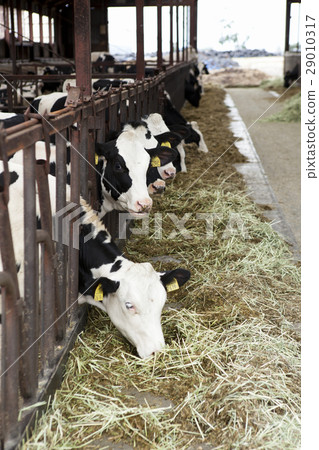 Animal bovine cattle 29010317