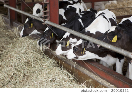 Animal bovine cattle 29010321