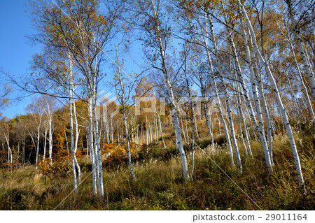 I went to Fujimi Plateau # 47 29011164