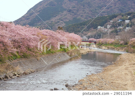 河津櫻花 29011194