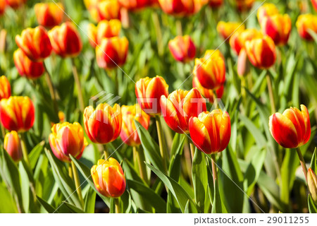 鬱金香花海 29011255