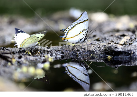 Butterfly 29011465