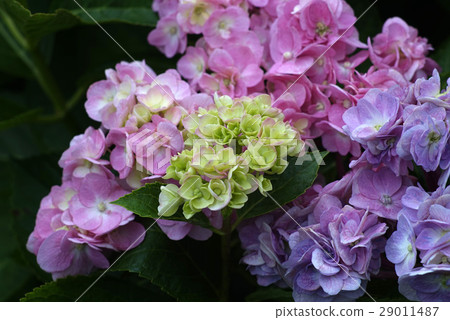 Hydrangea 29011487