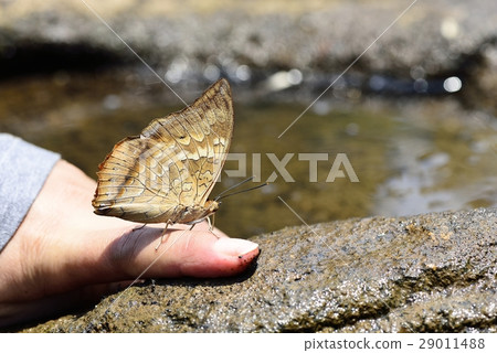 Butterfly Butterfly 29011488