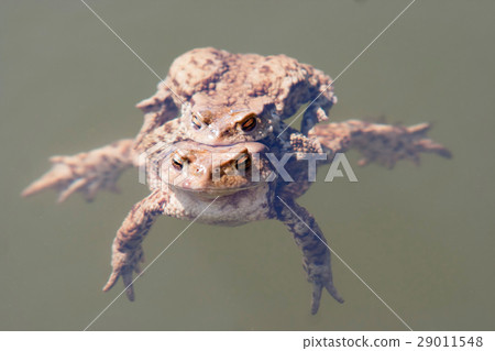Toads in water - pairing Toads in water - pairing 29011548