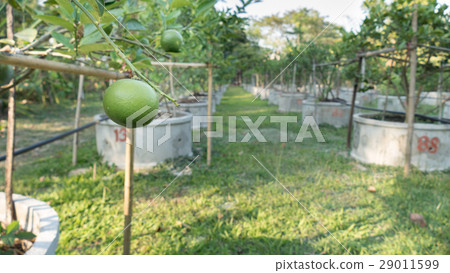 Lemons, Limes grow in rows in a Citrus Grove 29011599