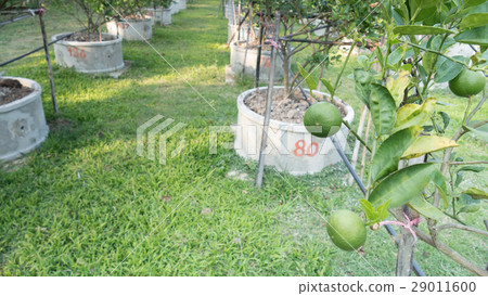 Lemons, Limes grow in rows in a Citrus Grove 29011600