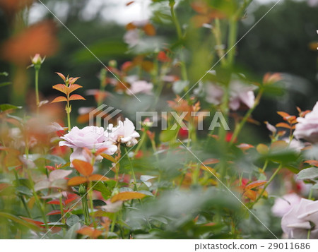 Autumn roses Autumn roses 29011686