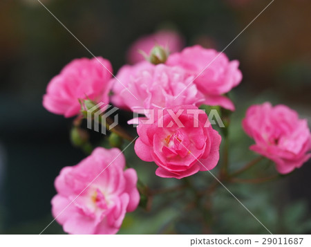Autumn roses Autumn roses 29011687