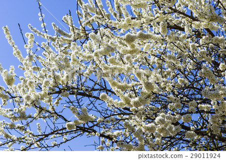 盛開的白色李花 盛開的白色李花 29011924