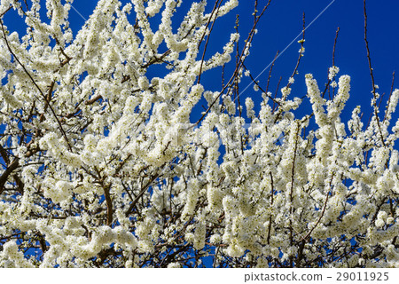 Blooming white plum blossom Blooming white plum blossom 29011925