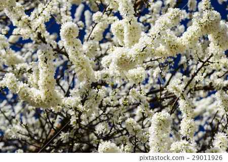 盛開的白色李花 盛開的白色李花 29011926