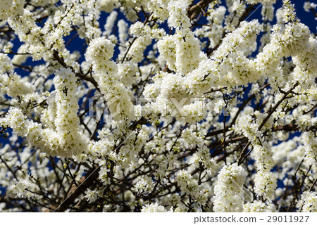 Blooming white plum blossom 29011927