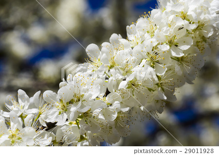 盛開的白色李花 29011928