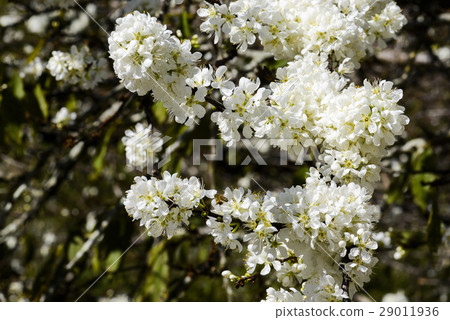 盛開的白色李花 29011936
