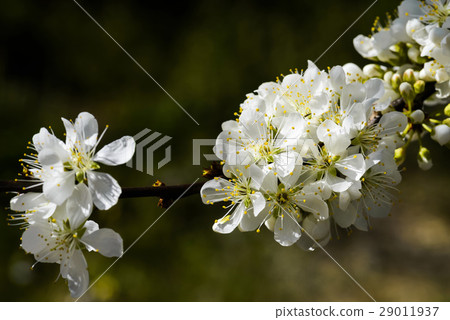 Blooming white plum blossom Blooming white plum blossom 29011937