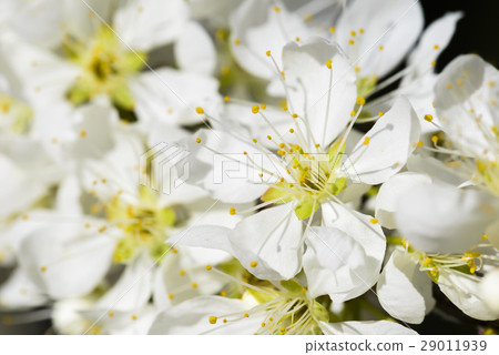Blooming white plum blossom Blooming white plum blossom 29011939