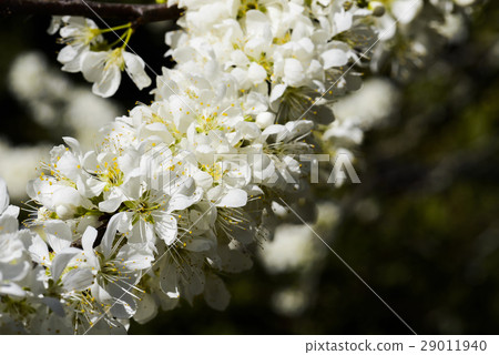 Blooming white plum blossom Blooming white plum blossom 29011940