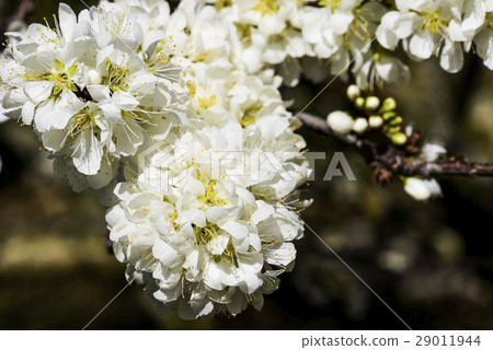 盛開的白色李花 29011944