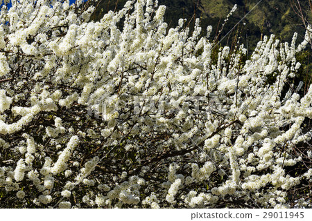 盛開的白色李花 29011945
