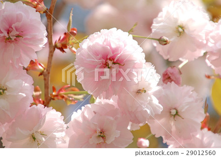 Satzakura (Risakura) 29012560