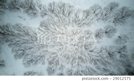 Winter trees Winter trees 29012575