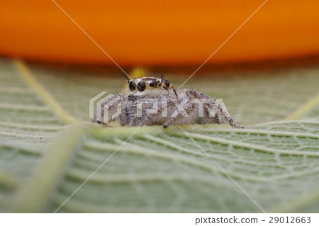 spider jumping spider jumping 29012663
