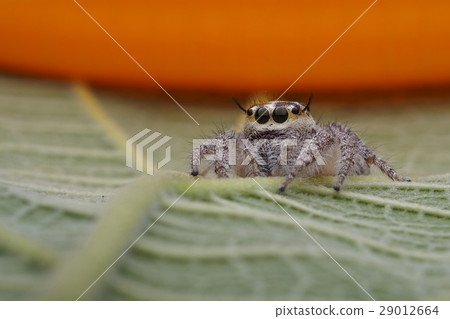 spider jumping spider jumping 29012664