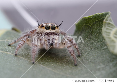 spider jumping spider jumping 29012665