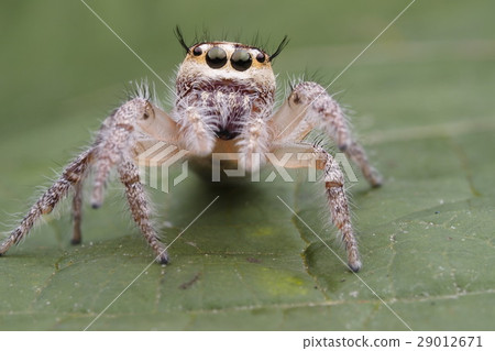 spider jumping 29012671