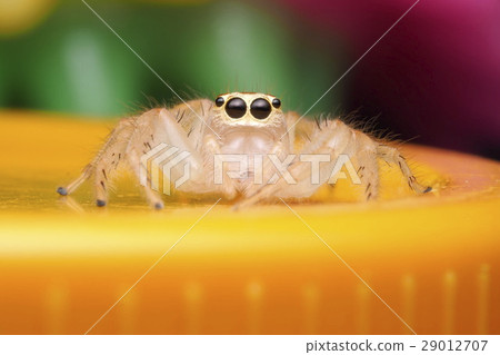 spider jumping spider jumping 29012707