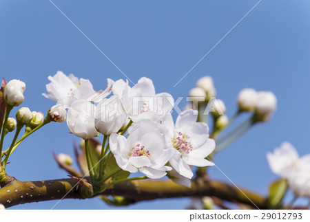 Pear flowers Fruit flowers Agriculture flowers 29012793