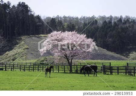 北海道純種馬父母和櫻花的父母 29013953