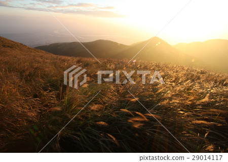 黃金光芒 29014117