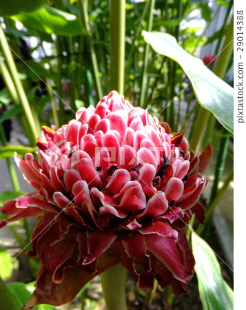 Torch ginger Torch ginger 29014388