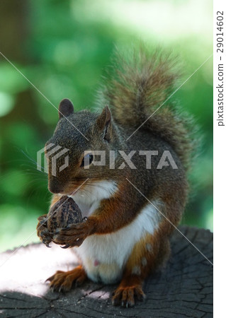 Japanese squirrel 44 Japanese squirrel 44 29014602